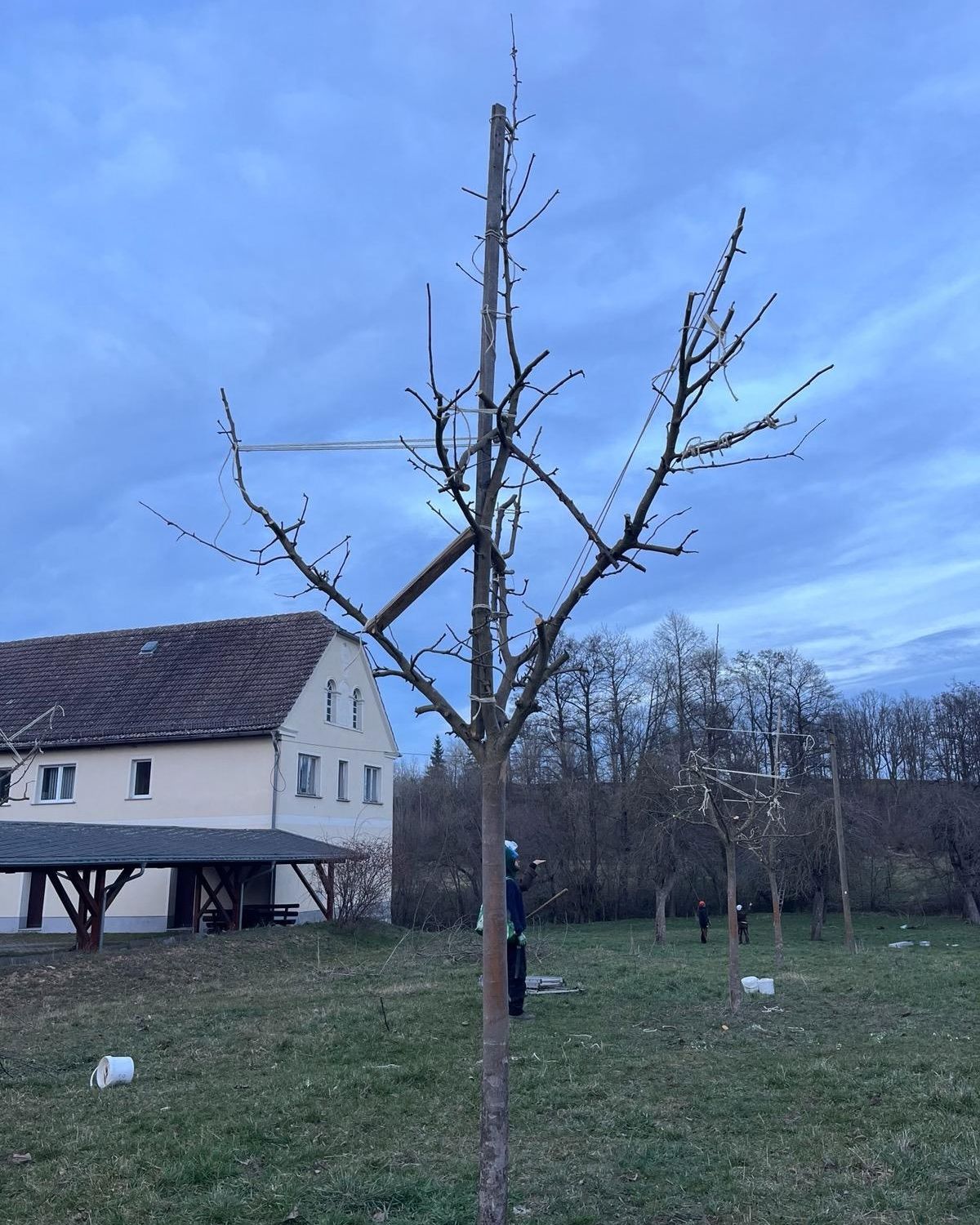 Jungbaum nach dem Erziehungsschnitt